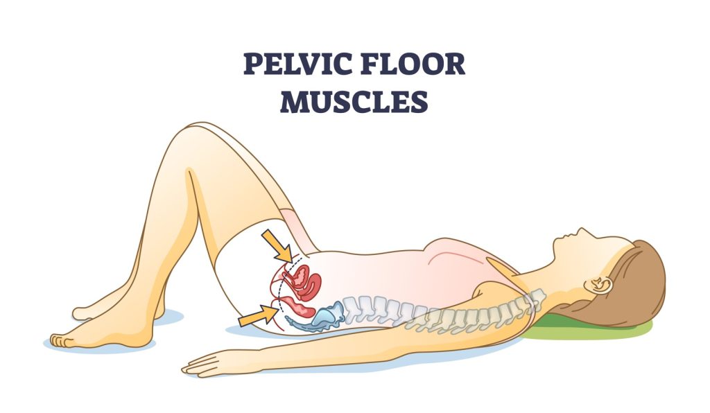 Diagram of lady lying down showing pelvic floor muscles