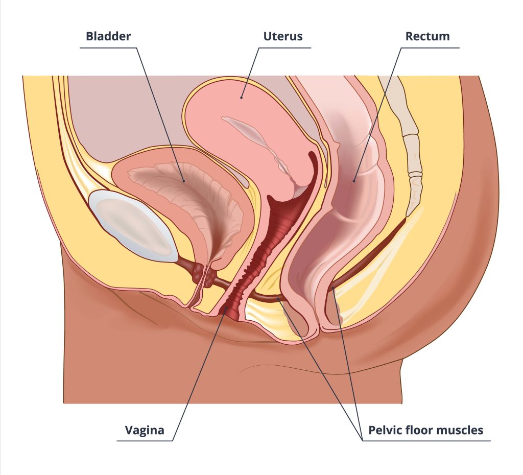 Pelvic floor diagram